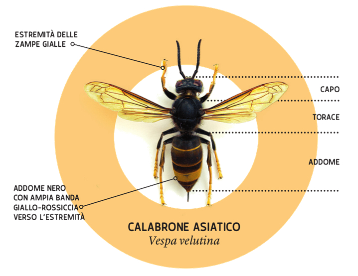 Vespa_velutina